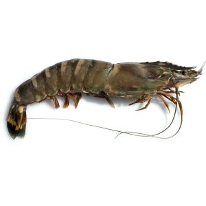 Camarão de Moçambique Tigre Gigante - Pescanova