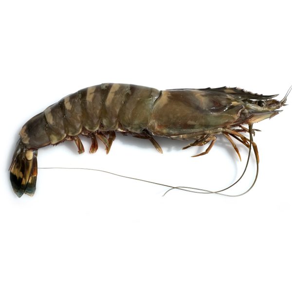 Camarão de Moçambique Tigre Gigante - Pescanova