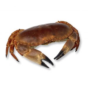 Sapateira Cozida da Escócia 800/1000g