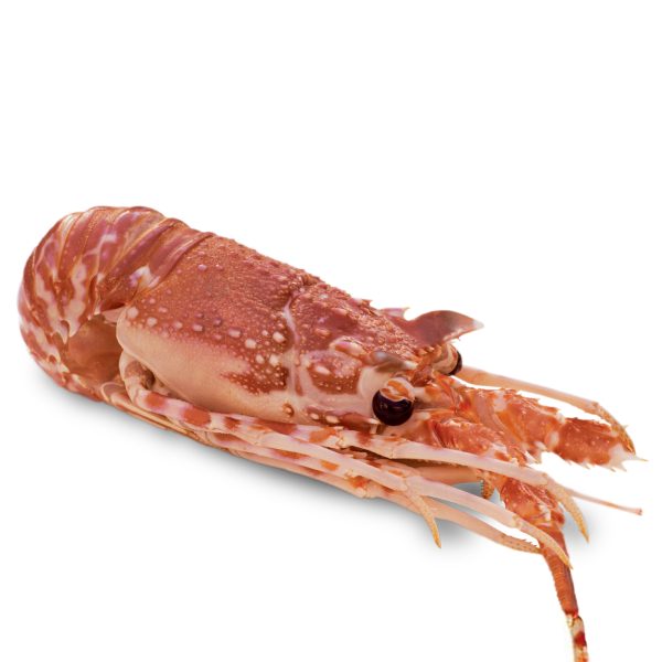 Lagosta