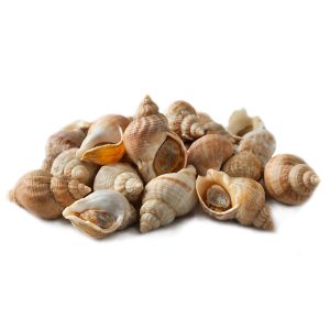 Búzios