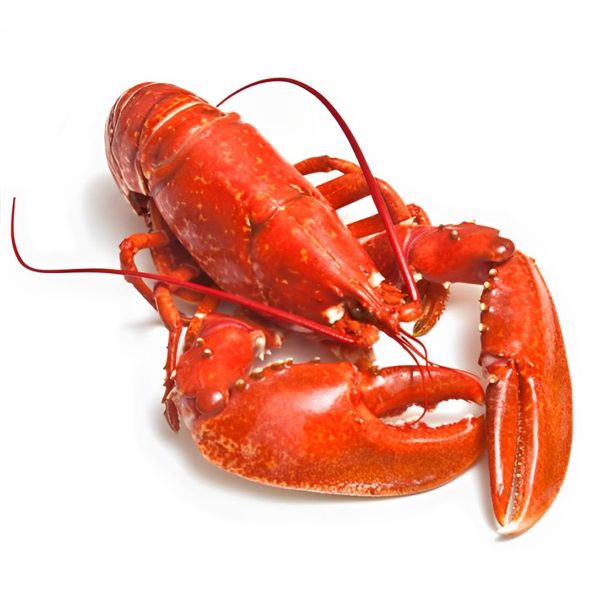 Lavagante